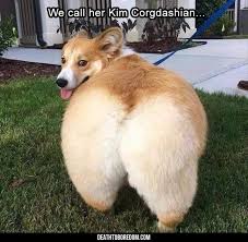Photos of Funny Animals